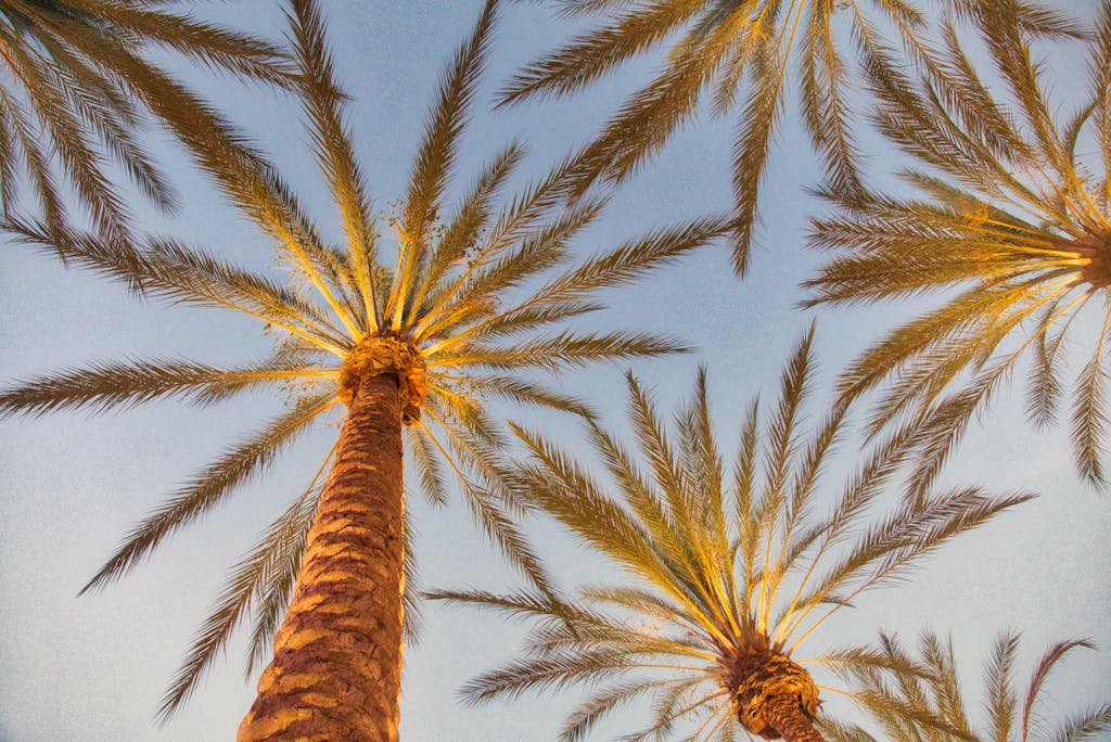 Looking up at palm trees under a clear blue sky in Irvine, California.