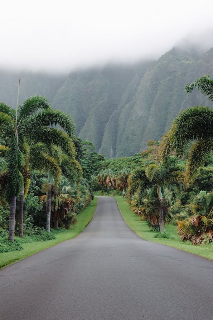 A picturesque road lined with palm trees and lush forest in Hawaii, with misty mountains in the background.