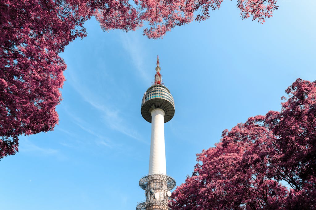 A stunning view of N Seoul Tower surrounded by pink foliage under a clear blue sky in Seoul, South Korea.